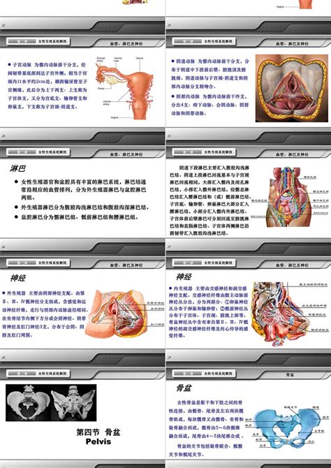 女 生殖器|解剖学高清图谱 女性生殖系统